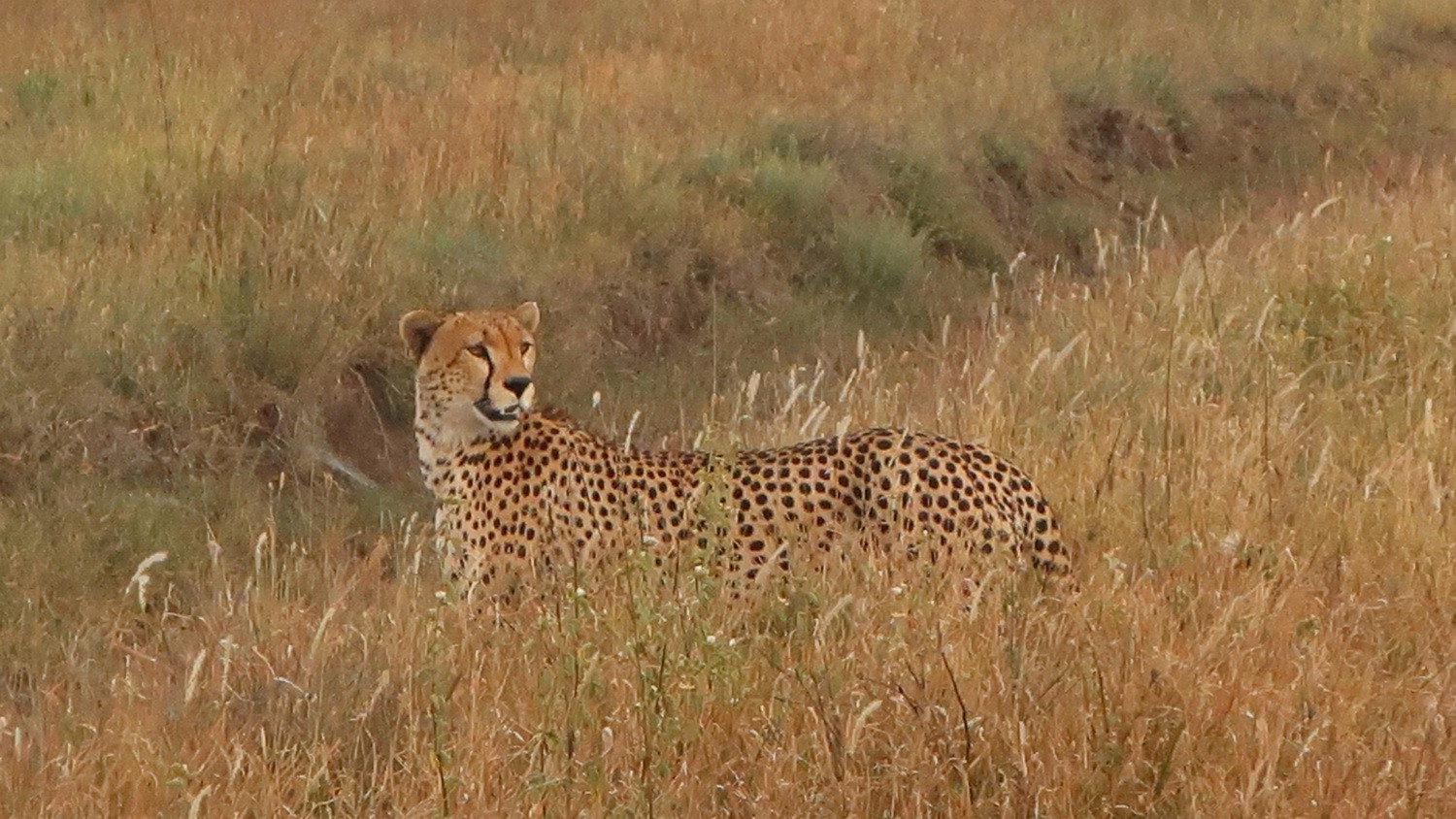 Watching Cheetah